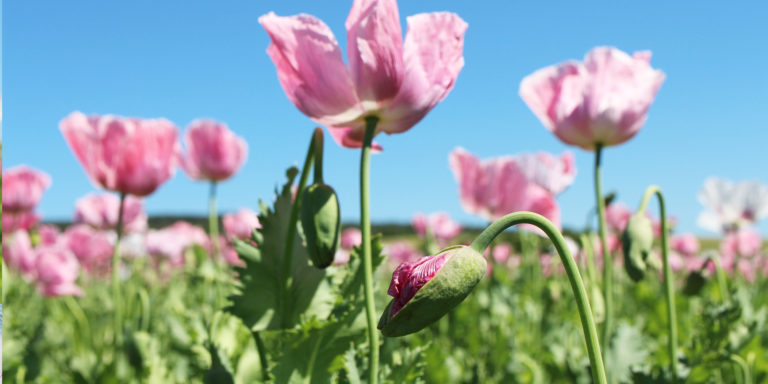 Die rosafarbene Mohnblüte – Wunderschönes Nordhessen